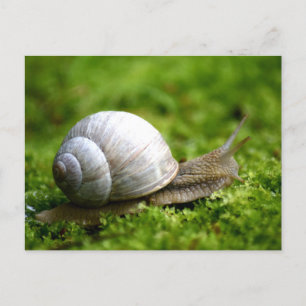Snail Foto Postcard Postkarte