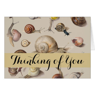 Snail Garden Haustier Gastropod Seven Lug Botanisc