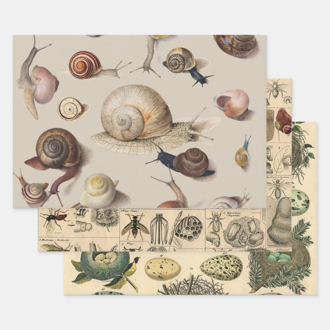 Snail Garden Haustier Gastropod Seven Lug Botanisc Geschenkpapier Set (Set)