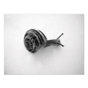 Snail Postcard Fotodruck
