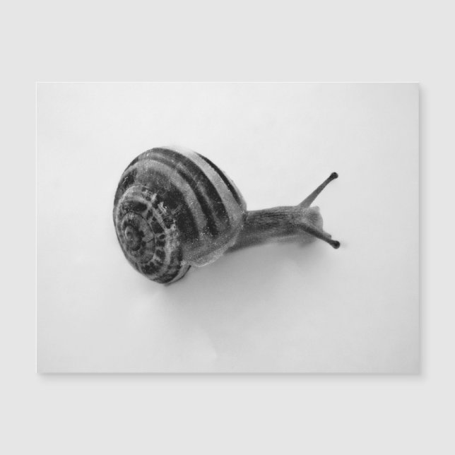 Snail Postcard Magnetkarte (Vorderseite)