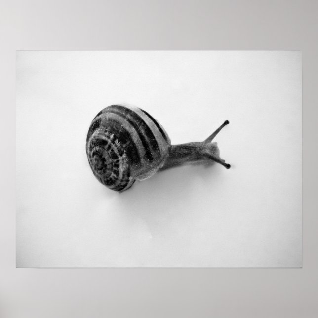 Snail Postcard Poster (Vorne)