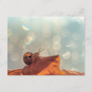 Snail Postcard Postkarte