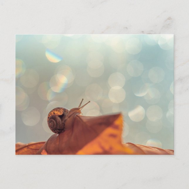 Snail Postcard Postkarte (Vorderseite)