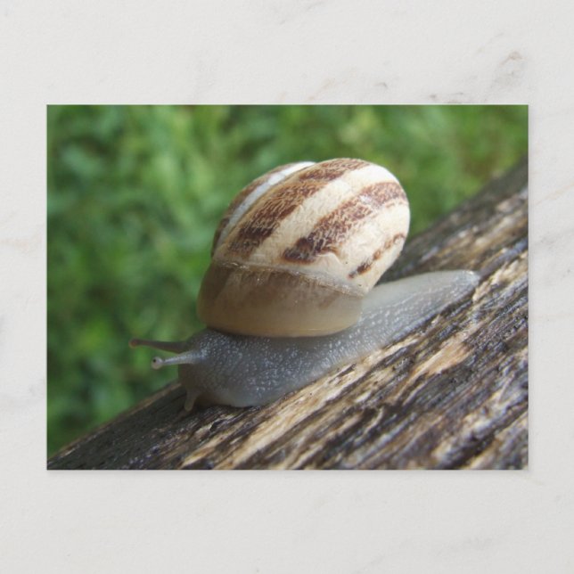 Snail Postcard Postkarte (Vorderseite)