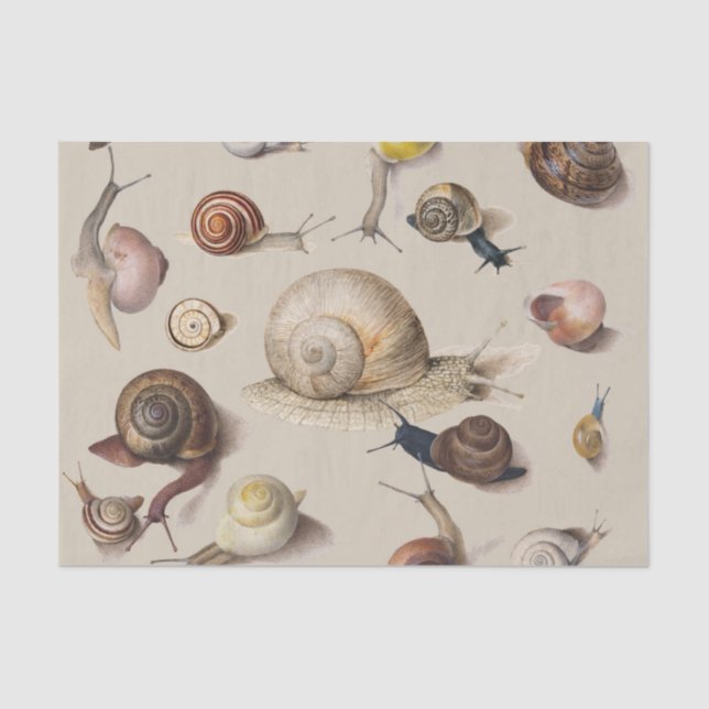 Snail Slug Garden Haustier Gastropod Botanische Sc Seidenpapier (Vorderseite)