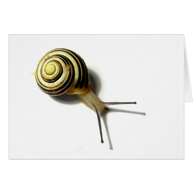 SNAIL VON JUNGLEWALK.COM (Vorderseite (Horizontal))