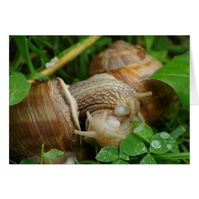 Snails Liebe Kiss Card (Vorderseite (Horizontal))