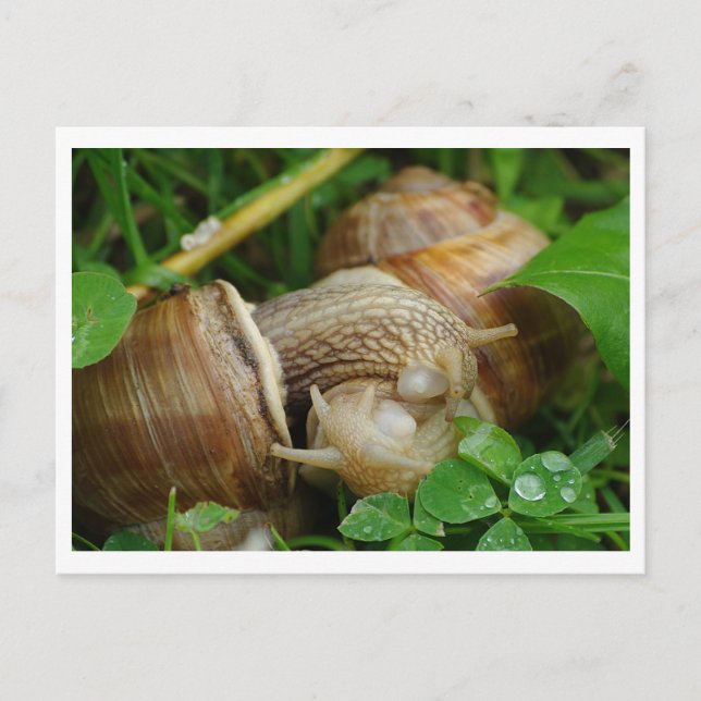 Snails Liebe Kiss Postcard Postkarte (Vorderseite)