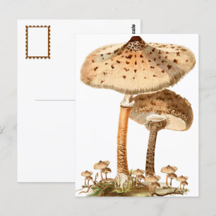 Snake Agaric Funghi Script Vintag Postkarte