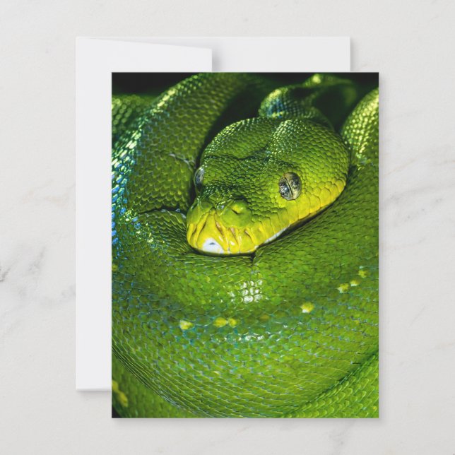 Snake Birthday Card Happy Birthday Snake (Vorderseite)