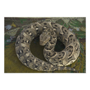 Snake Charmers afrikanischer Puff-adder Bitis Fotodruck