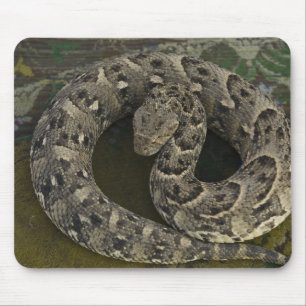 Snake Charmers afrikanischer Puff-adder Bitis Mousepad