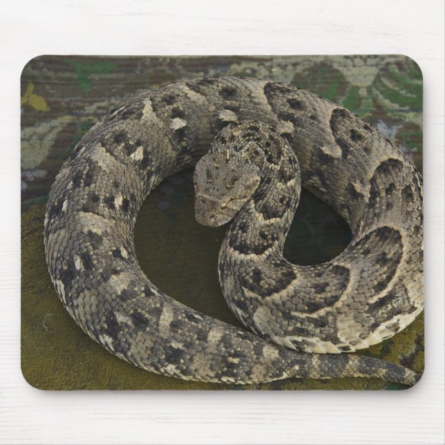 Snake Charmers afrikanischer Puff-adder Bitis Mousepad (Vorne)