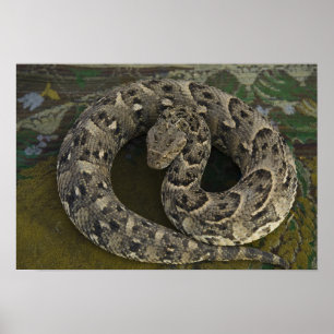 Snake Charmers afrikanischer Puff-adder Bitis Poster