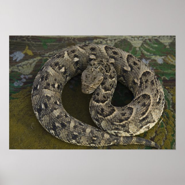 Snake Charmers afrikanischer Puff-adder Bitis Poster (Vorne)