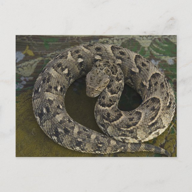 Snake Charmers afrikanischer Puff-adder Bitis Postkarte (Vorderseite)
