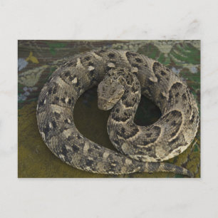 Snake Charmers afrikanischer Puff-adder Bitis Postkarte