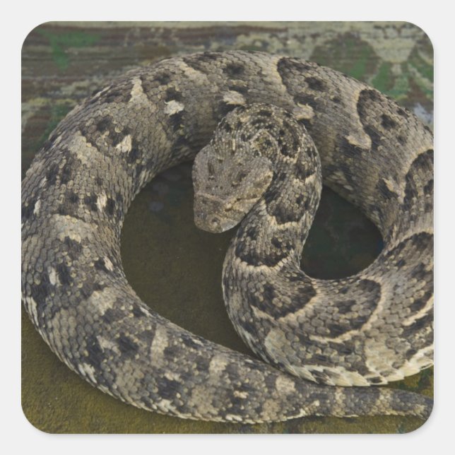 Snake Charmers afrikanischer Puff-adder Bitis Quadratischer Aufkleber (Vorderseite)