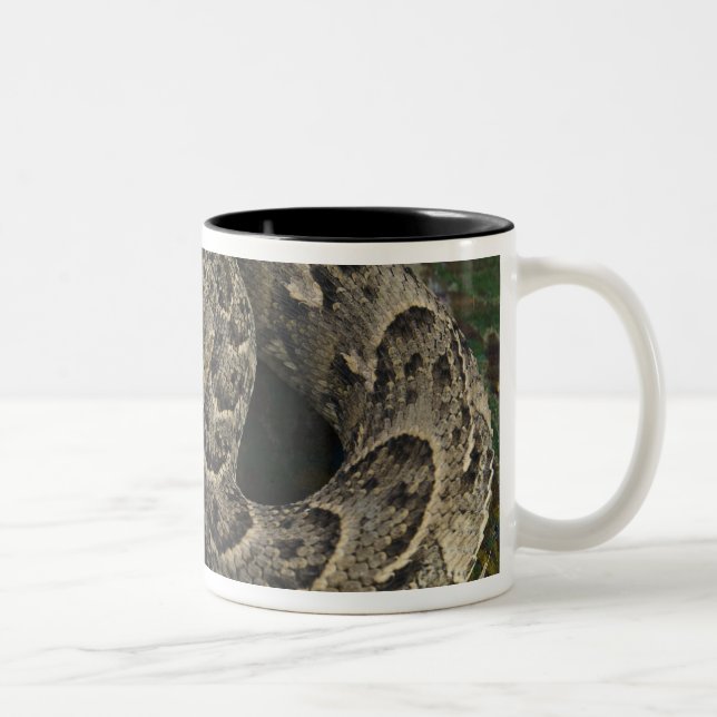 Snake Charmers afrikanischer Puff-adder Bitis Zweifarbige Tasse (Rechts)