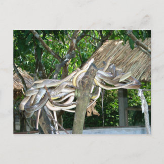 Snake Nest Postkarte