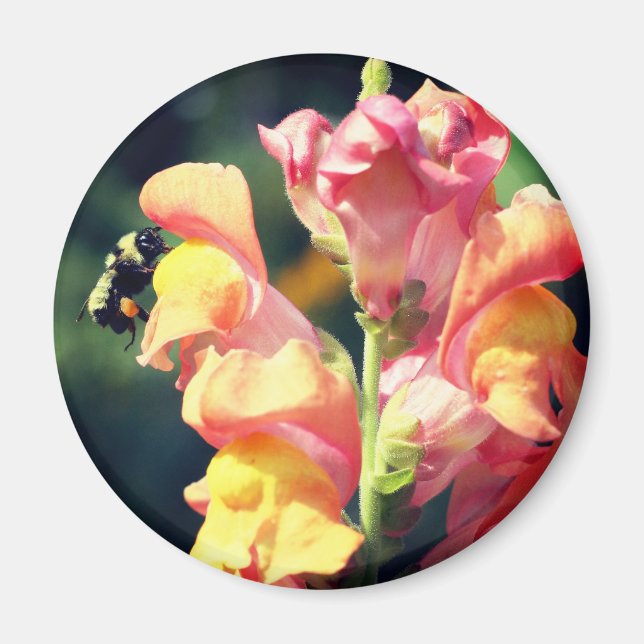 Snapdragon And Bee Flower Photography  Magnet (Vorne)