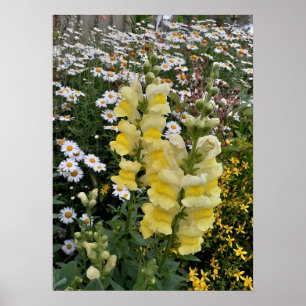 Snapdragon Daisy Blumengarten Poster