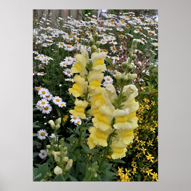 Snapdragon Daisy Blumengarten Poster (Vorne)