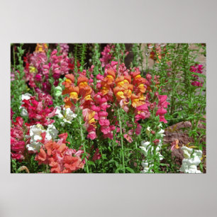 Snapdragon Festival-Plakat Poster