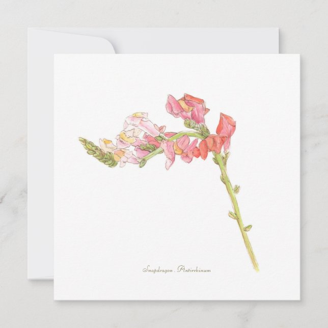 Snapdragon flache Karte (Vorderseite)