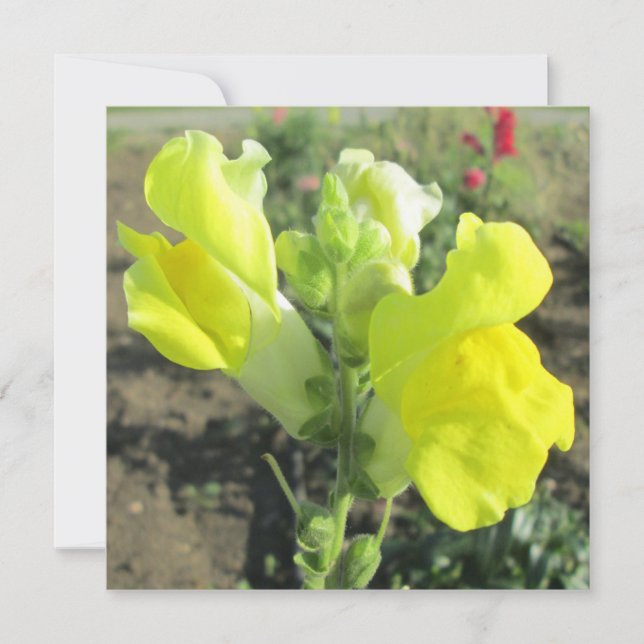 Snapdragon Gelbe Blume Einladung (Vorderseite)
