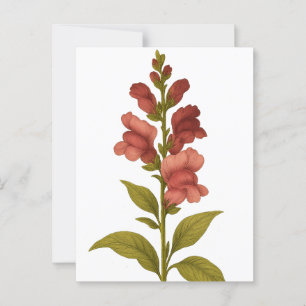 Snapdragon — Grazie, Täuschung Postkarte