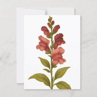 Snapdragon — Grazie, Täuschung Postkarte