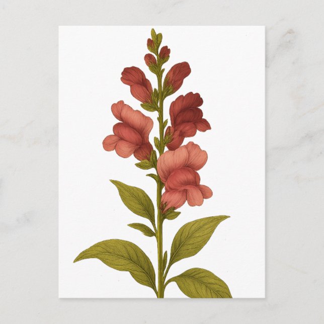 Snapdragon — Grazie, Täuschung Postkarte (Vorderseite)