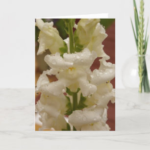 Snapdragon im Regennotecard Karte