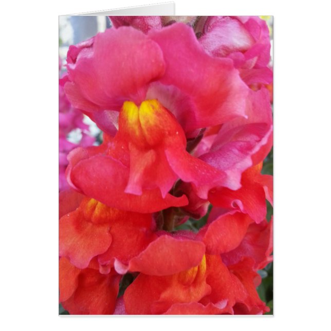 Snapdragon Karte (freier Raum nach innen) (Vorne)