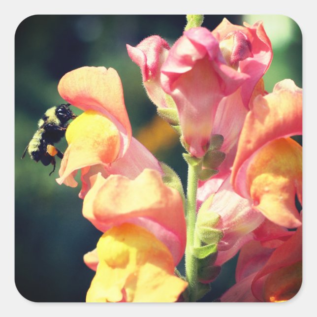 Snapdragon und Blume der Bienen Quadratischer Aufkleber (Vorderseite)