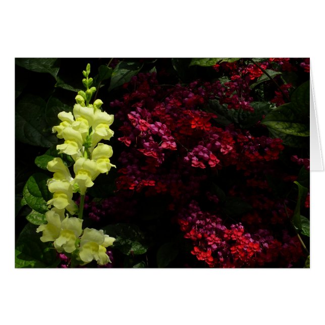 Snapdragon und Pagoda-Blume - farbenfrohe Blüte (Vorderseite (Horizontal))