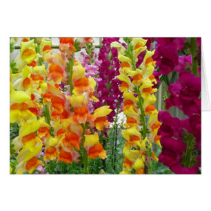 Snapdragons farbenfrohe Blüte