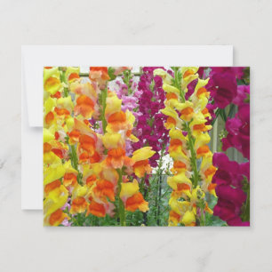 Snapdragons farbenfrohe Blüte