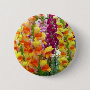 Snapdragons farbenfrohe Blüte Button