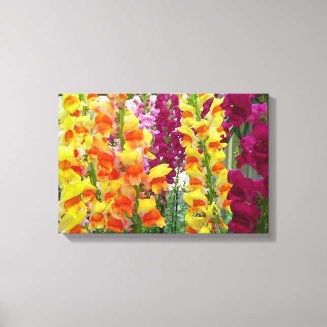 Snapdragons farbenfrohe Blüte Leinwanddruck (Vorderseite)