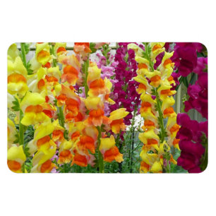 Snapdragons farbenfrohe Blüte Magnet
