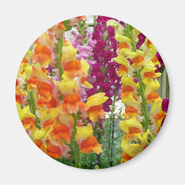 Snapdragons farbenfrohe Blüte Magnet (Vorne)