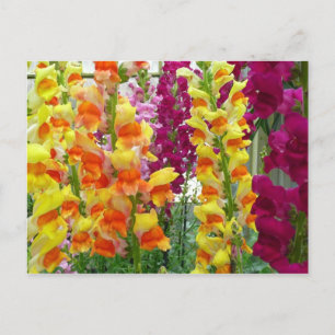 Snapdragons farbenfrohe Blüte Postkarte