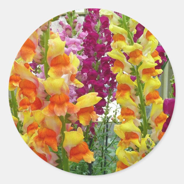 Snapdragons farbenfrohe Blüte Runder Aufkleber (Vorderseite)