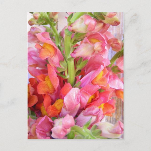 Snapdragons Postkarte (Vorderseite)