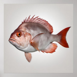 Snapper - Fischdrucker Poster