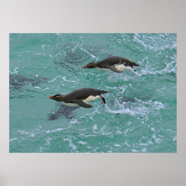 Snares Pinguine Schwimmen Poster (Vorne)
