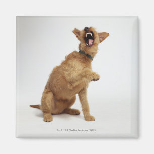 Snarling Dog Magnet